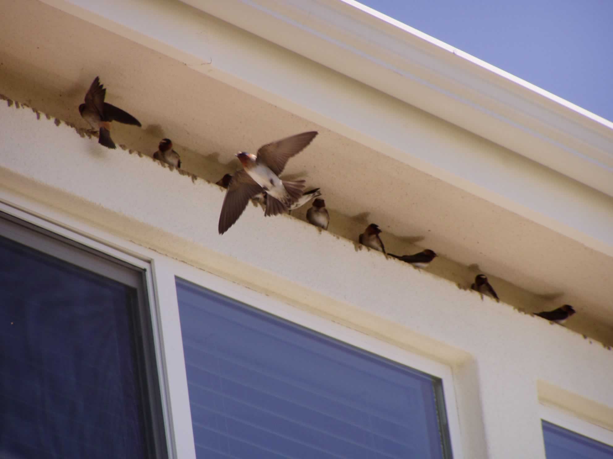 Swallow Control Swallow Nest Removal And Proofing