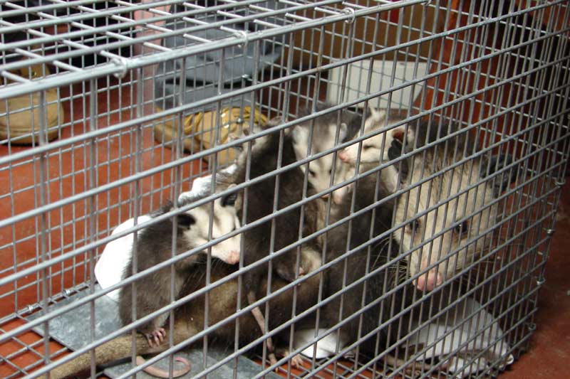 Opossum Control Opossum Trapping And Removal
