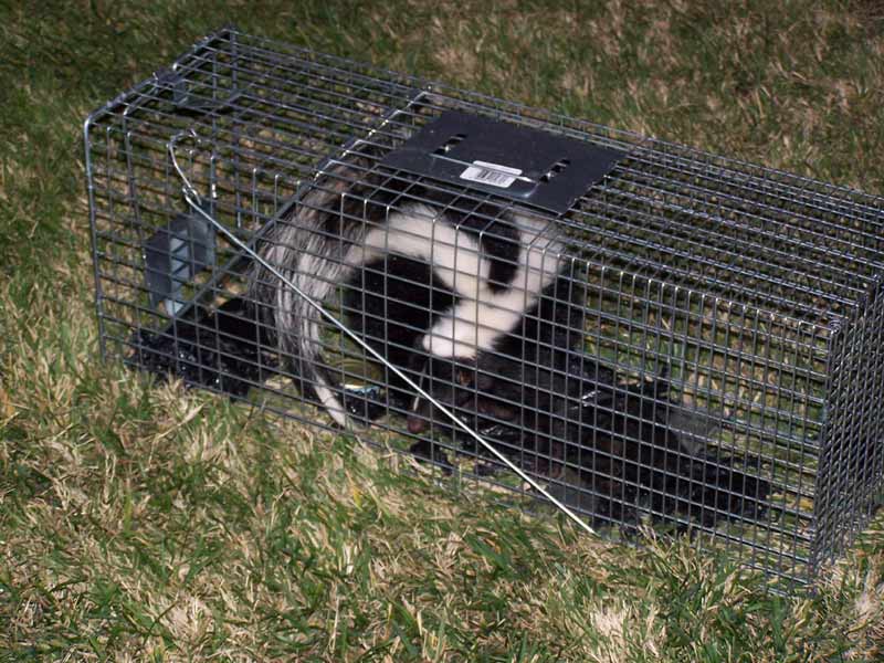 skunk trapping removal skunks trapped 4abolish squirrel abolishpestcontrol