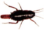 oriental cockroach
