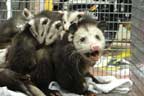 Opossum family