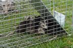 opossum family live trapped
