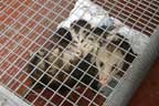 opossum family trapped