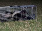 skunk in cage