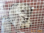 raccoon humanely trapped