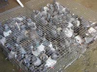 large pigeon trapping