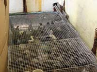 large pigeon trapping