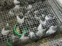 pigeon trapping