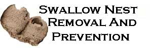 swallow nest removal and prevention